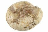 Permian Ammonite (Stacheoceras) Fossil - Timor #262662-1